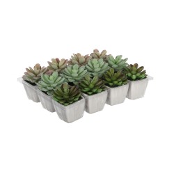 Cactus en maceta modelos surtidos 8.5cm